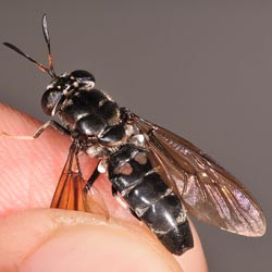 Hermetia illucens